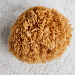 Natural sponge in a cotton bag